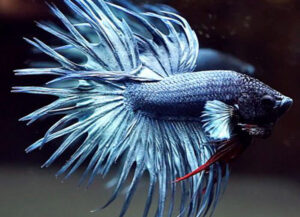 Betta macho crowntail steel blue