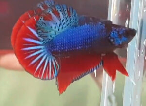 betta macho emerald green fire dragon plakat short tail