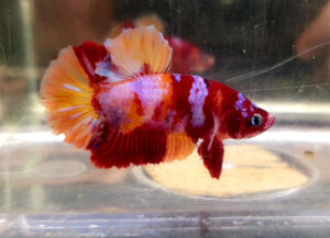 betta macho nemo galaxy short tail plakat