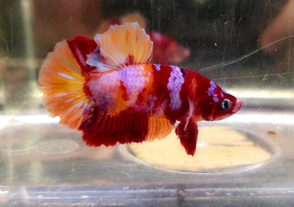 betta macho nemo galaxy short tail plakat