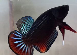 betta macho plakat