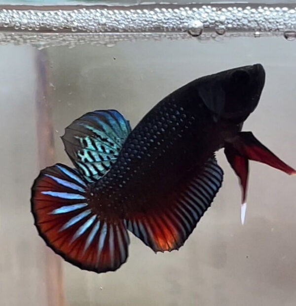 betta macho plakat