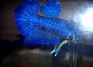 betta macho blue dragon short tail plakat