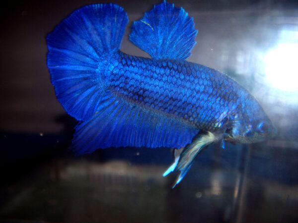 betta macho blue dragon short tail plakat