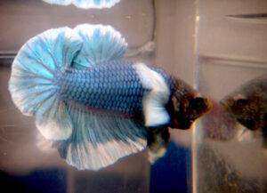 betta macho dumbo emerald butterfly short tail plakat