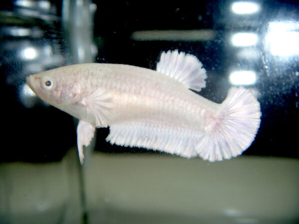 Betta hembra white platinum short tail plakat