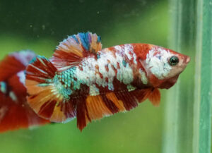 betta hembra candy galaxy short tail plakat