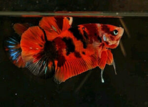 betta hembra orange tiger short tail plakat