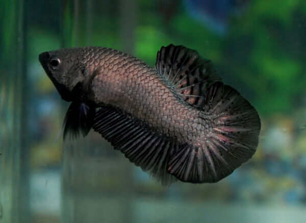 betta macho black copper dragon short tail plakat