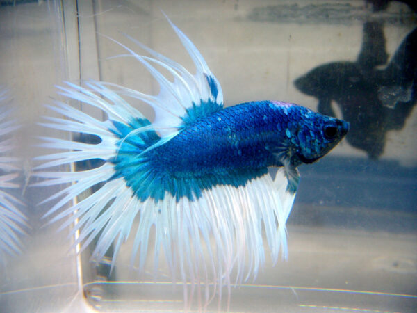 betta macho crowntail emerald butterfly
