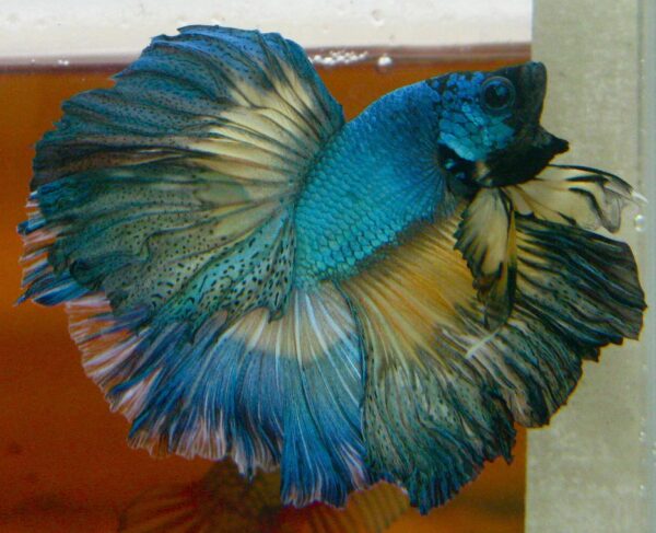 betta macho rosetail mustard gas dragon