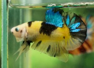 betta macho bumblebee short tail plakat