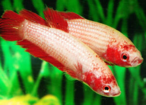 Betta hembra veiltail cambodian red