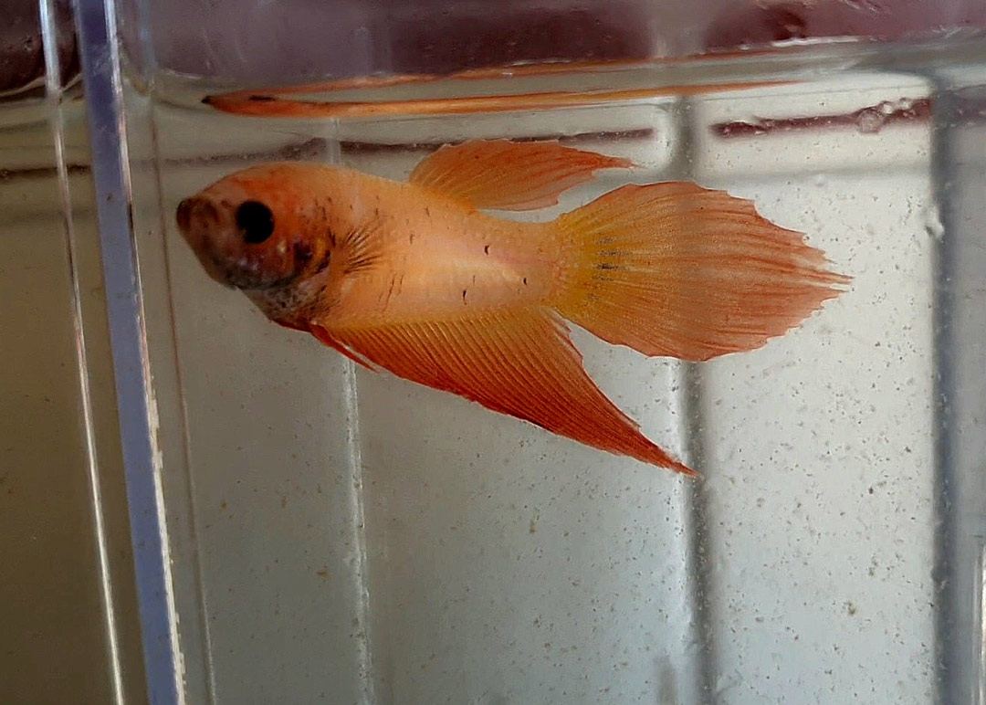 betta hembra veiltail orange