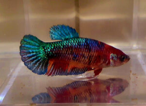 betta hembra candy metallic