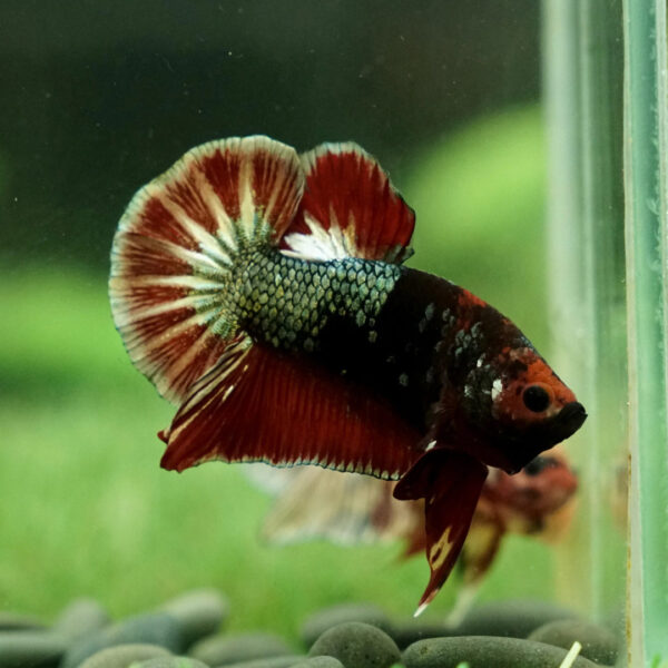 betta hembra red fancy copper short tail