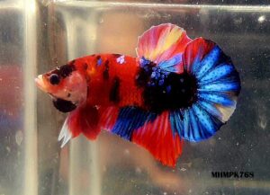 MHMPK768 - OHMPK Multicolor Red Tiger Galaxy
