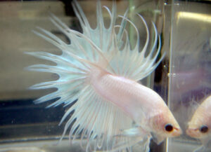 betta macho crowntail white