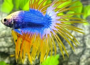 betta macho crowntail yellow mascot