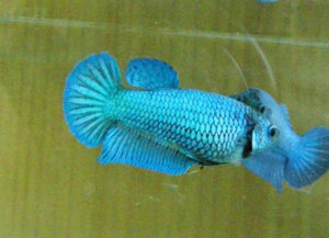 betta hembra emerald dragon short tail