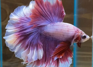 betta macho rosetail halfmoon pink lavender