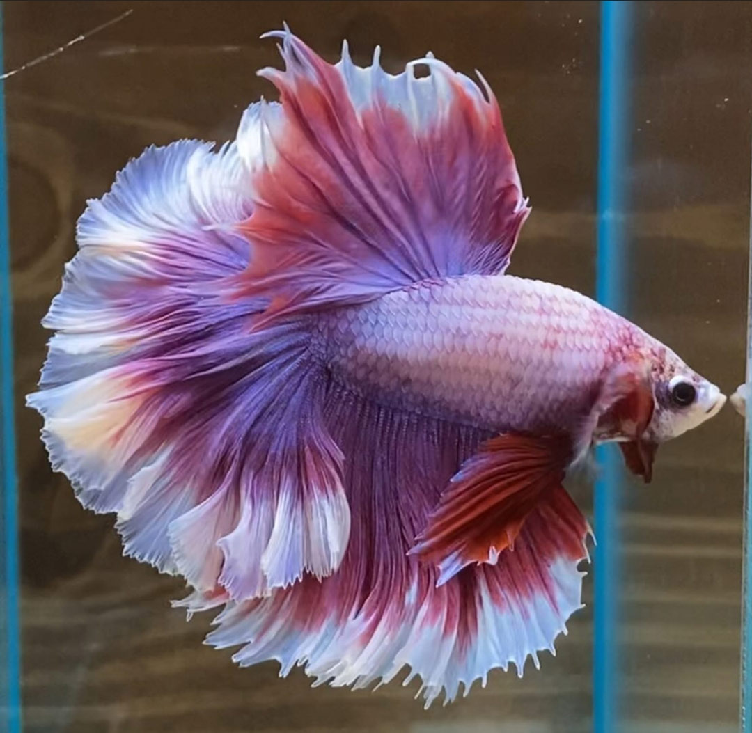 betta macho rosetail halfmoon pink lavender