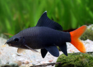 labeo bicolor