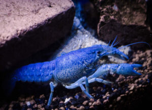 langosta azul cherax quadricarinatus