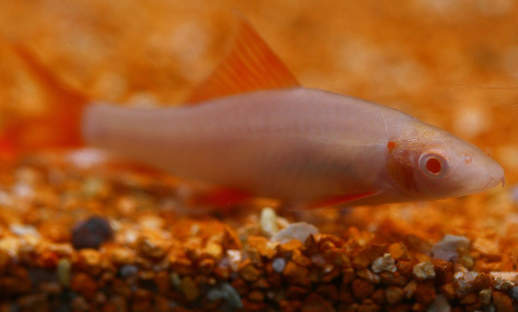 labeo arcoiris albino