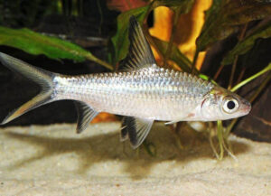 tiburon plata balantiocheilus melanopterus