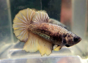 betta hembra halfmoon copper gold dragon