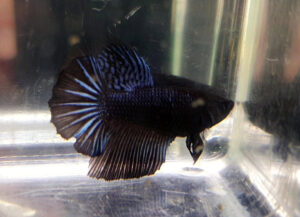 betta hembra halfmoon black orchid