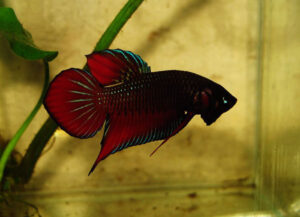 betta macho wild type short tail