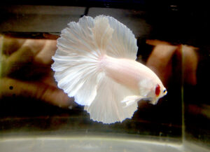 Betta macho Dumbo White Longtail