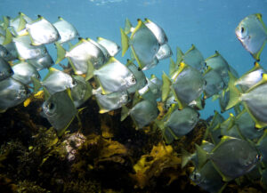 monodactylus argenteus - pez luna malayo
