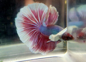 betta macho Dumgo halfmoon longtail green salamander