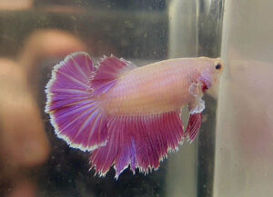 betta hembra rosetail pink lavender