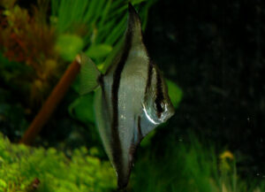 monodactylus sebae - pez murcielago