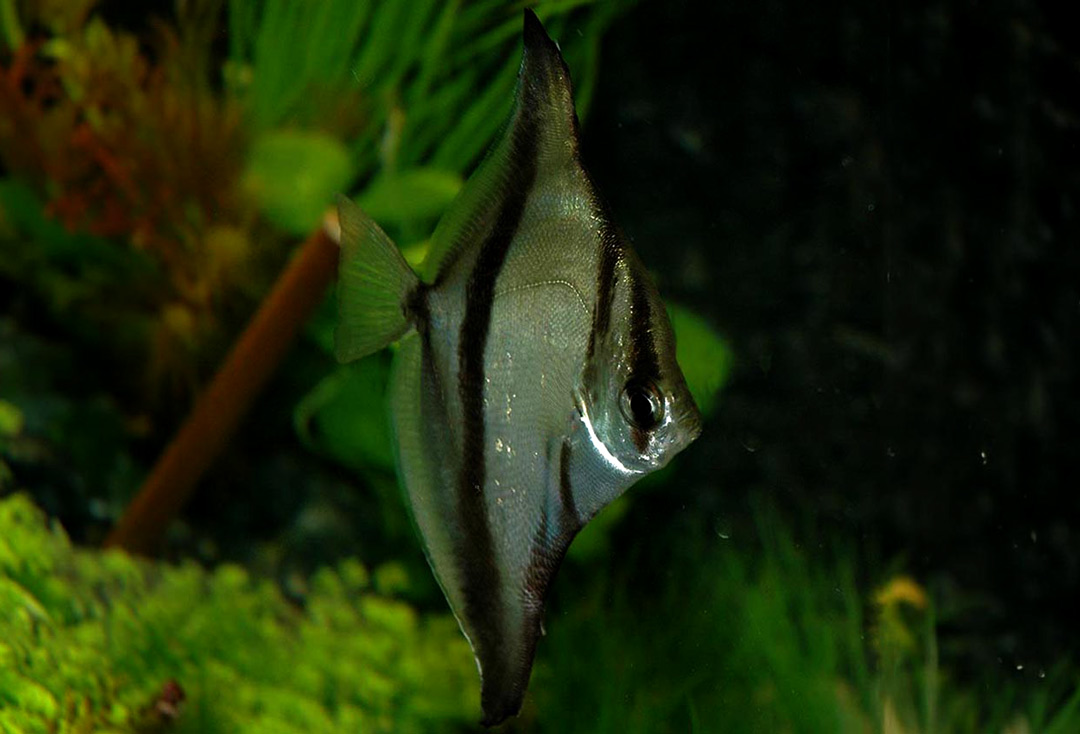 monodactylus sebae - pez murcielago