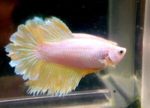 betta hembra rosetail yellow paltinum