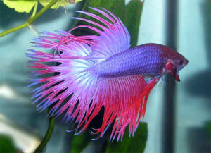 betta macho crowntail purple multicolor