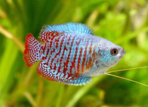 colisa lalia macho