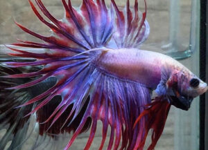 betta macho crowntail lavender