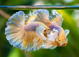 betta macho dumbo yellow salamander