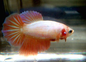 betta hembra rosetail orange dragon