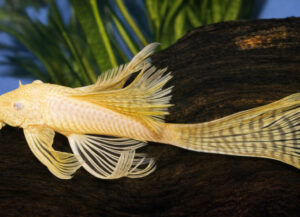 ancistrus albino velo