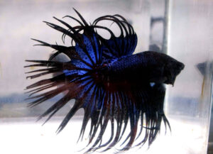 betta macho crowntail black ice