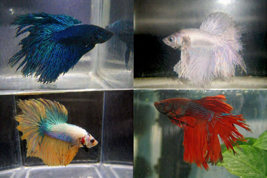Betta macho Halfmoon descolado