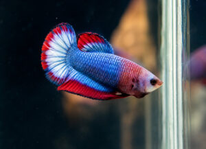 Betta hembra thay flag short tail plakat hmpk