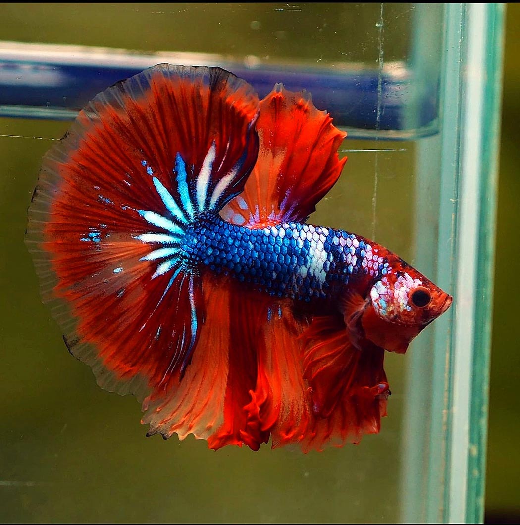 betta macho candy galaxy longtail